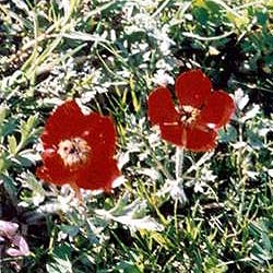 Poppy flowers that bloom only in April are gathered to bless Yezidi homes with good luck and to bless young couples with fertility.