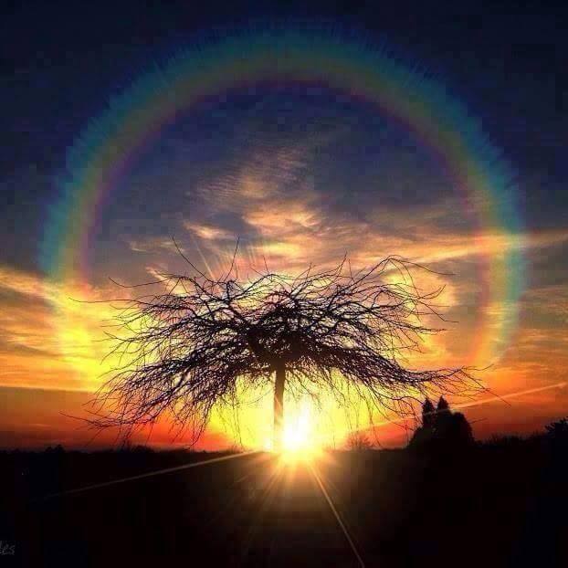 Then from the tears of Melek Taus that have fallen from heaven, there will grow the Tree of Life with its branches reaching the heavens.